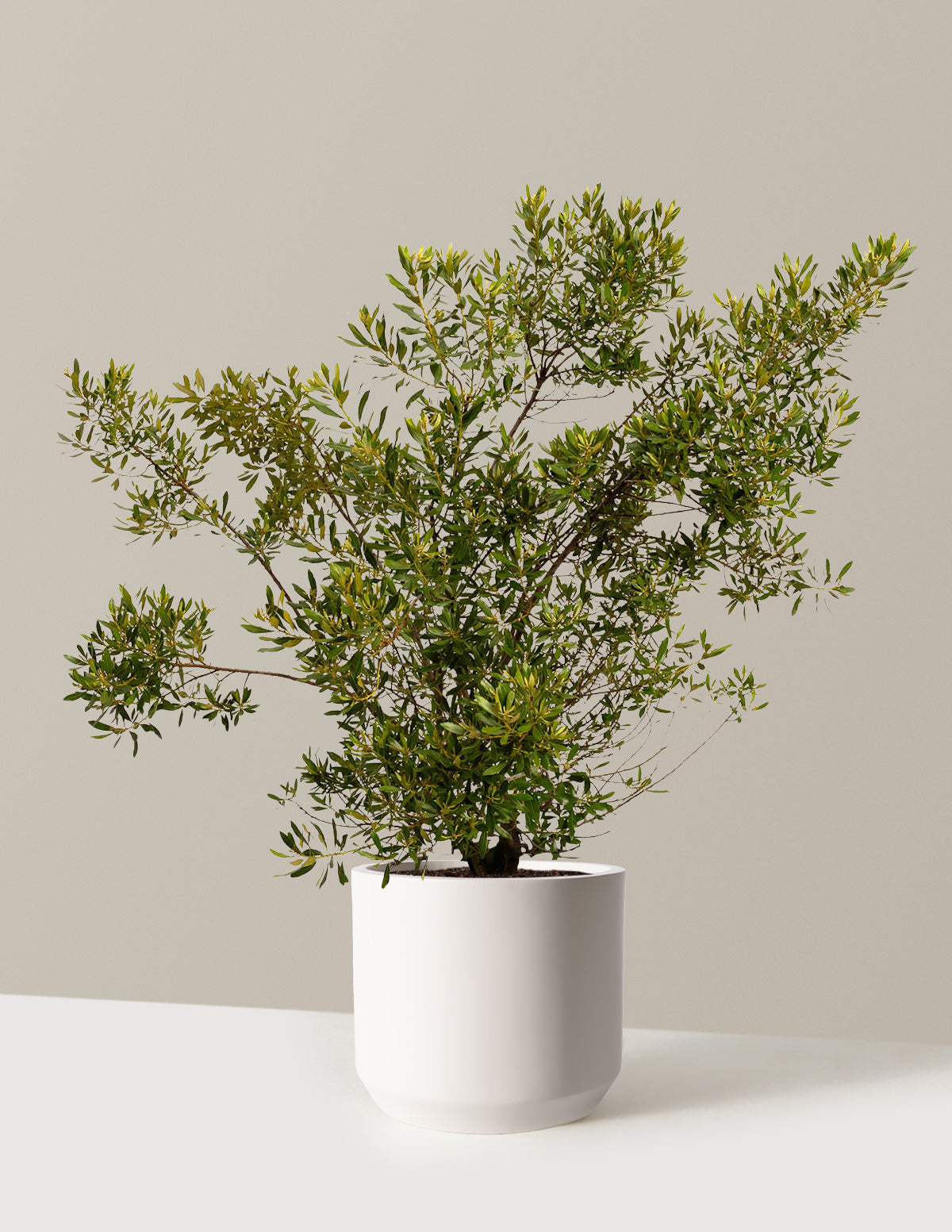 bundle | 3 Gallon | Mexia | Cream