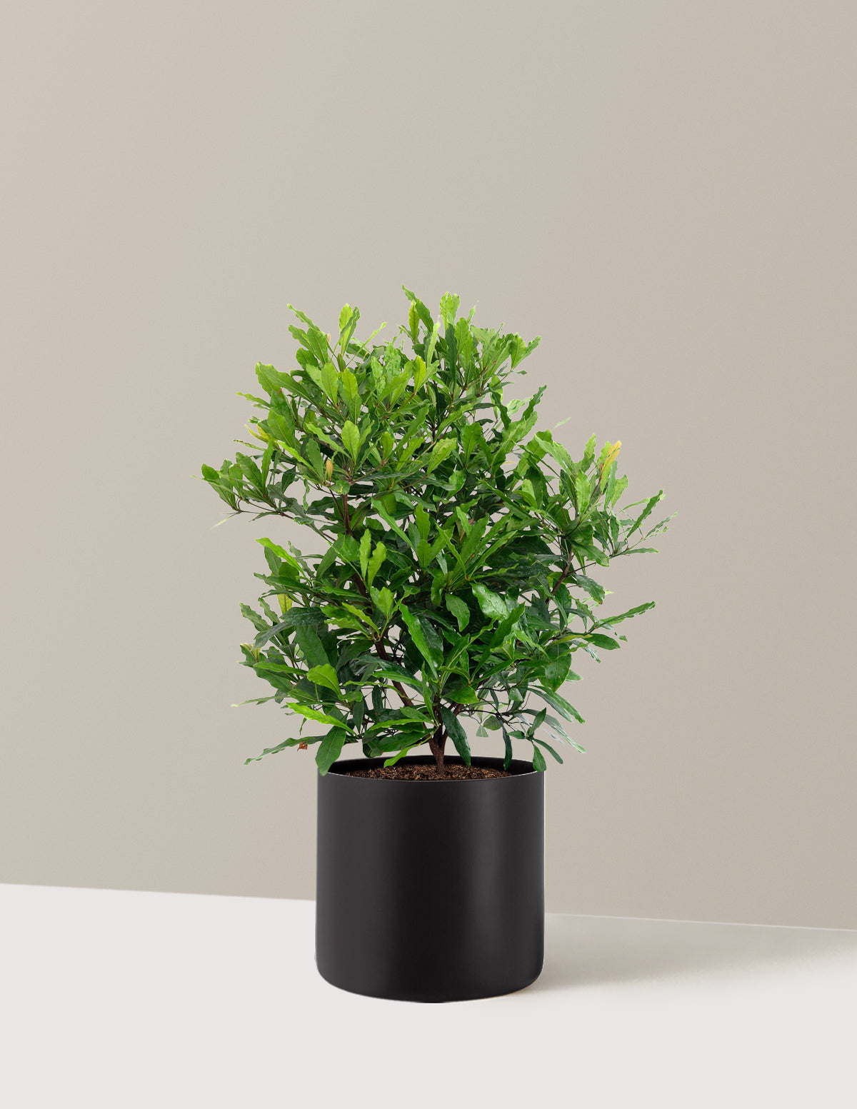 Southern Wax Myrtle