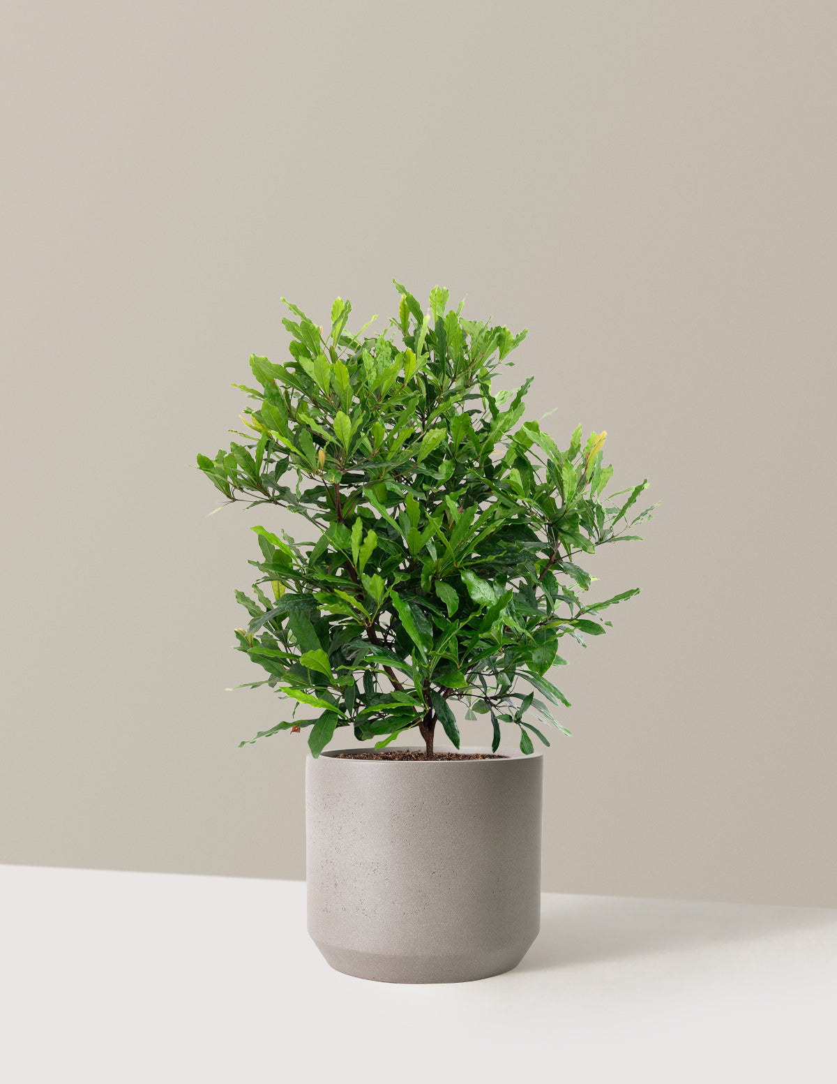 Southern Wax Myrtle