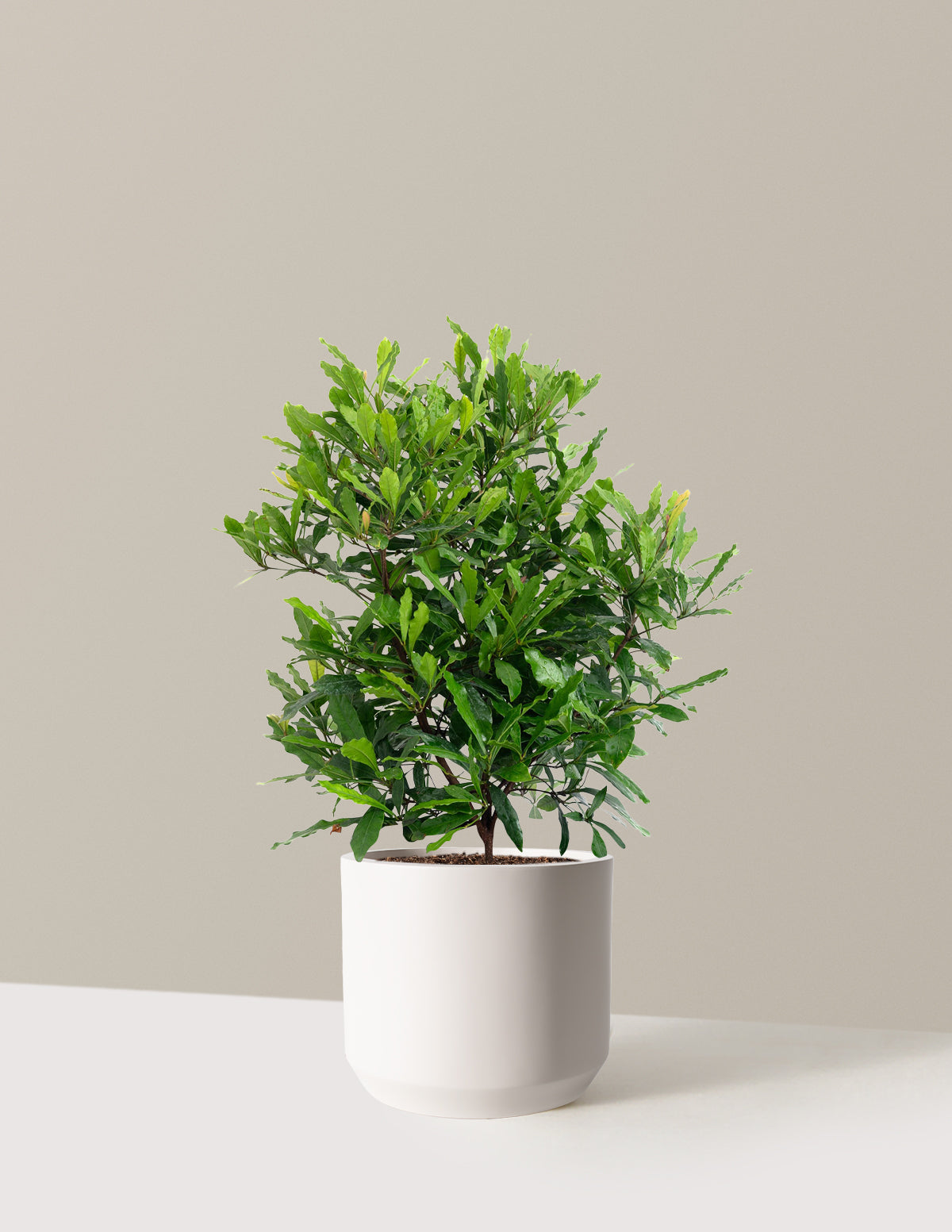 Southern Wax Myrtle