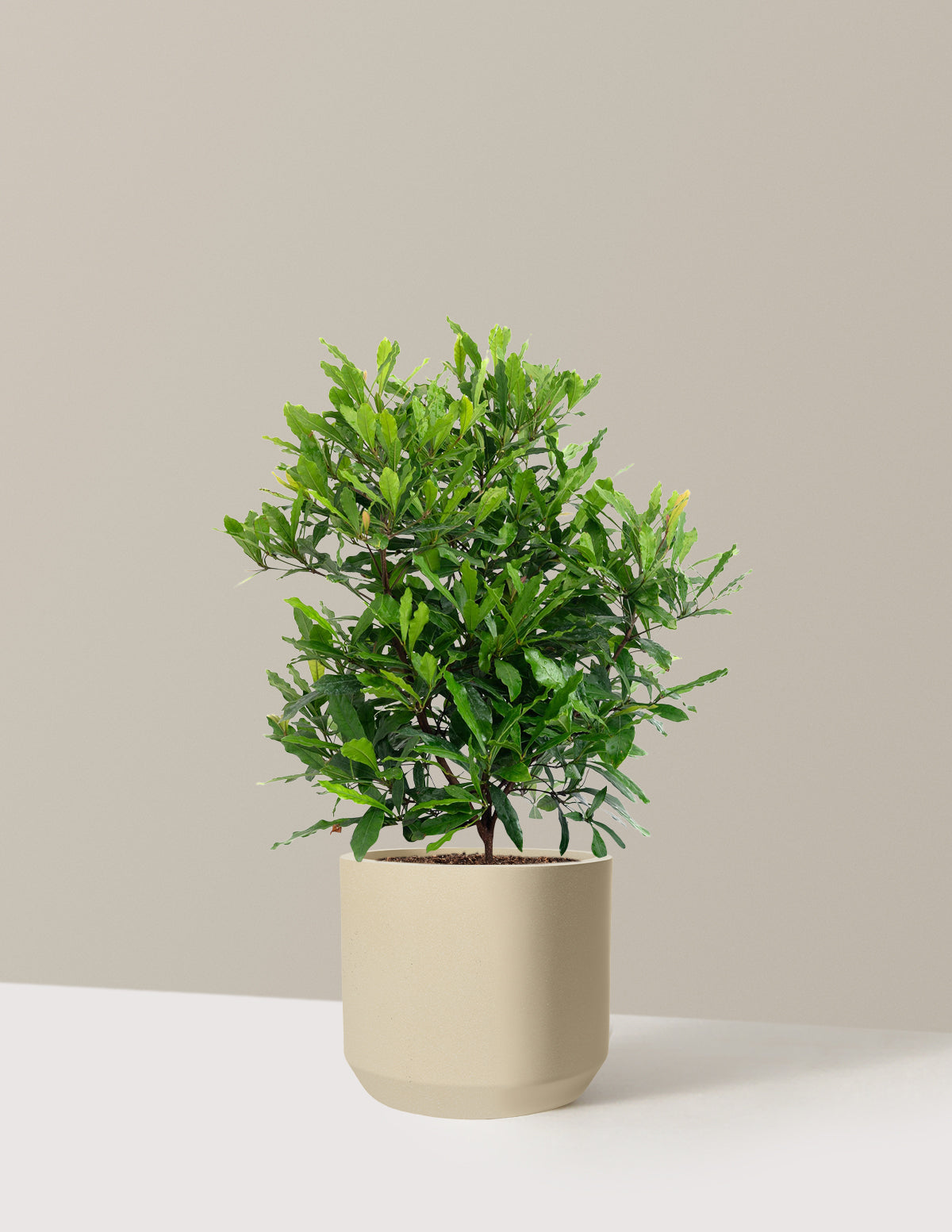 Southern Wax Myrtle
