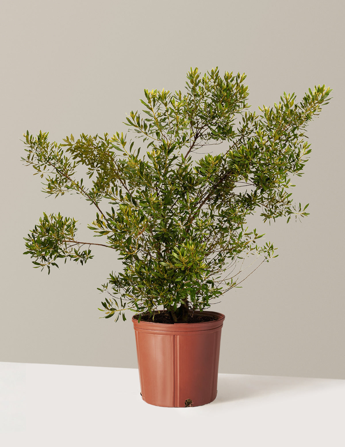 Southern Wax Myrtle