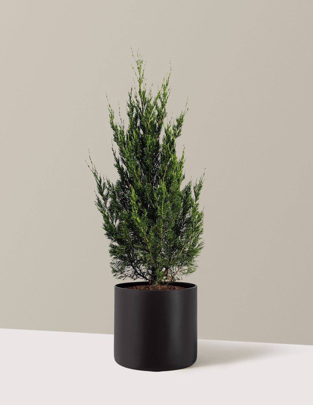 Spartan Juniper