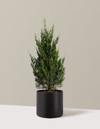 Spartan Juniper