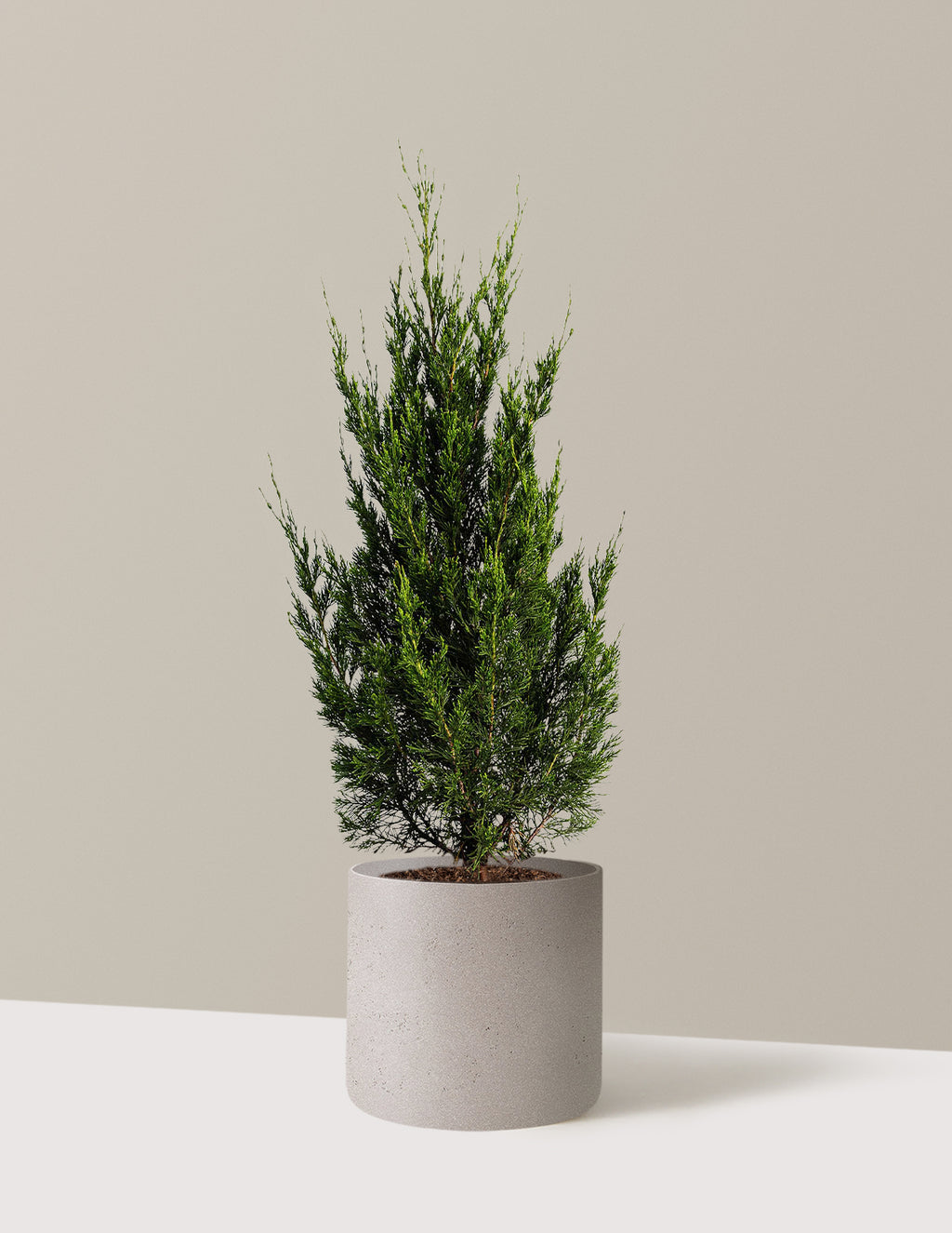 Spartan Juniper