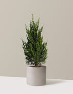 Spartan Juniper