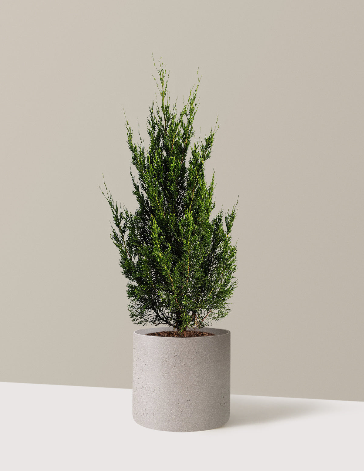 Spartan Juniper