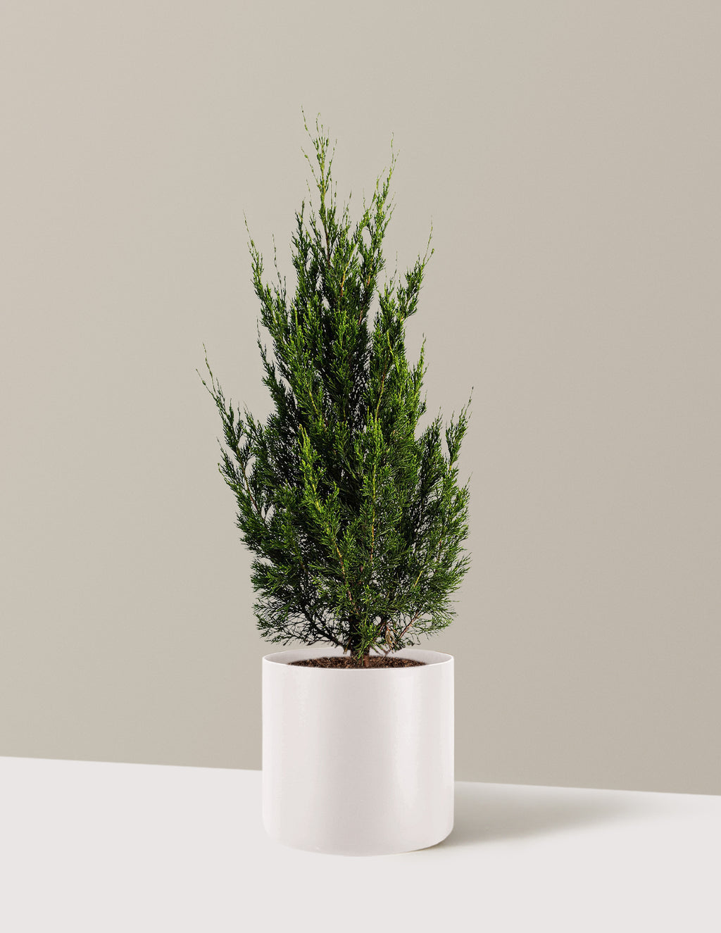 Spartan Juniper