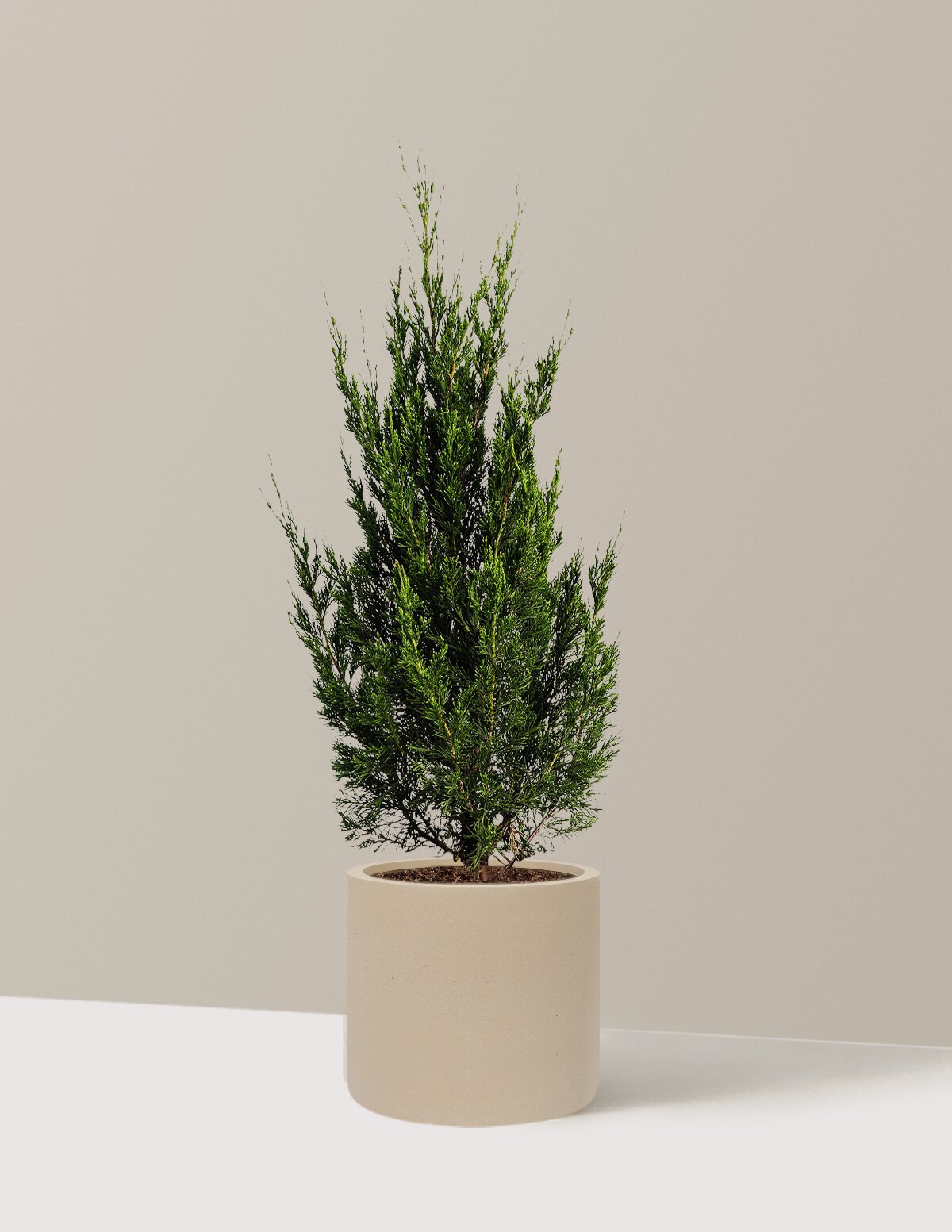Spartan Juniper