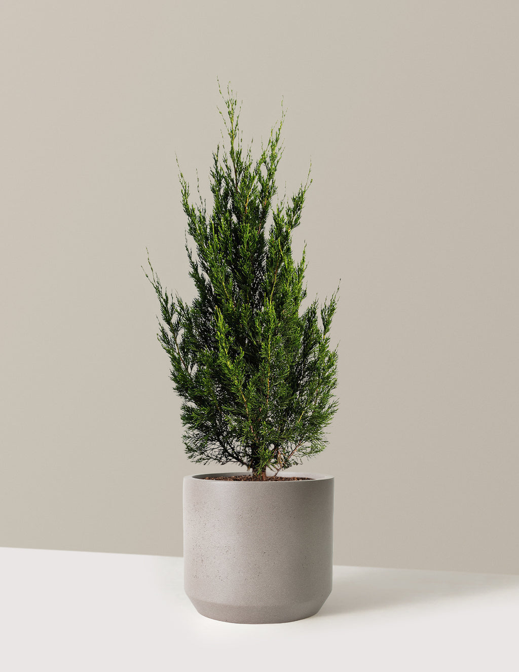 Spartan Juniper
