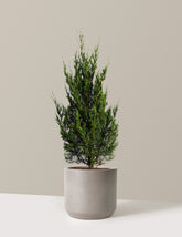 Spartan Juniper