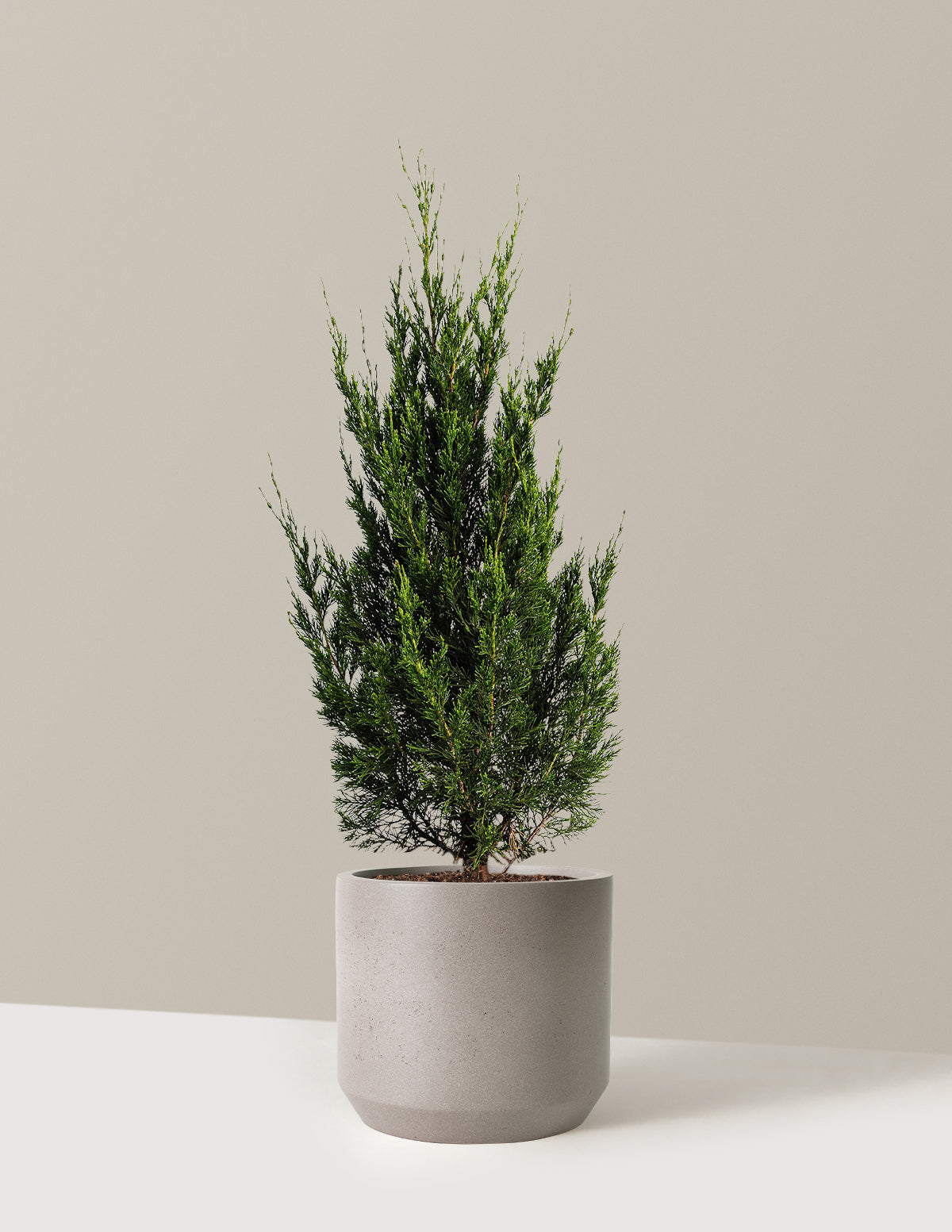 Spartan Juniper