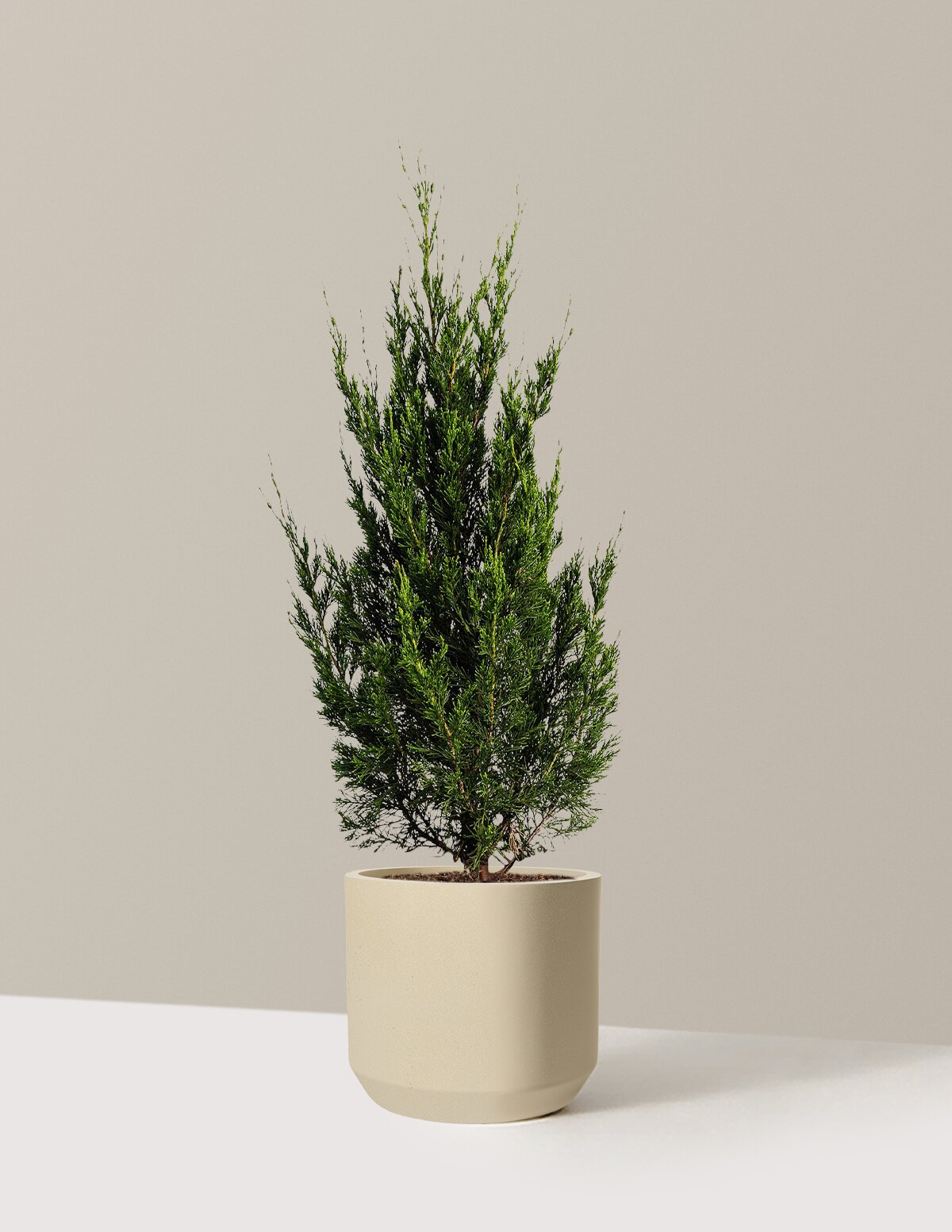 Spartan Juniper