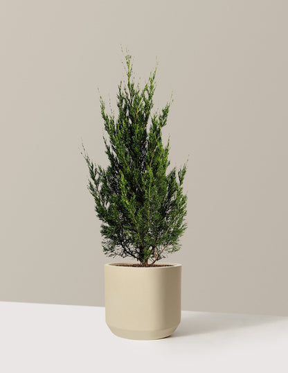 Spartan Juniper