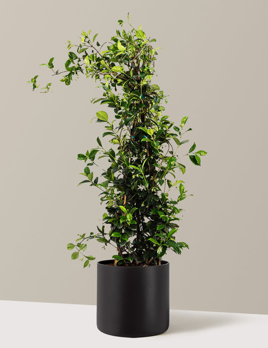 Star Jasmine