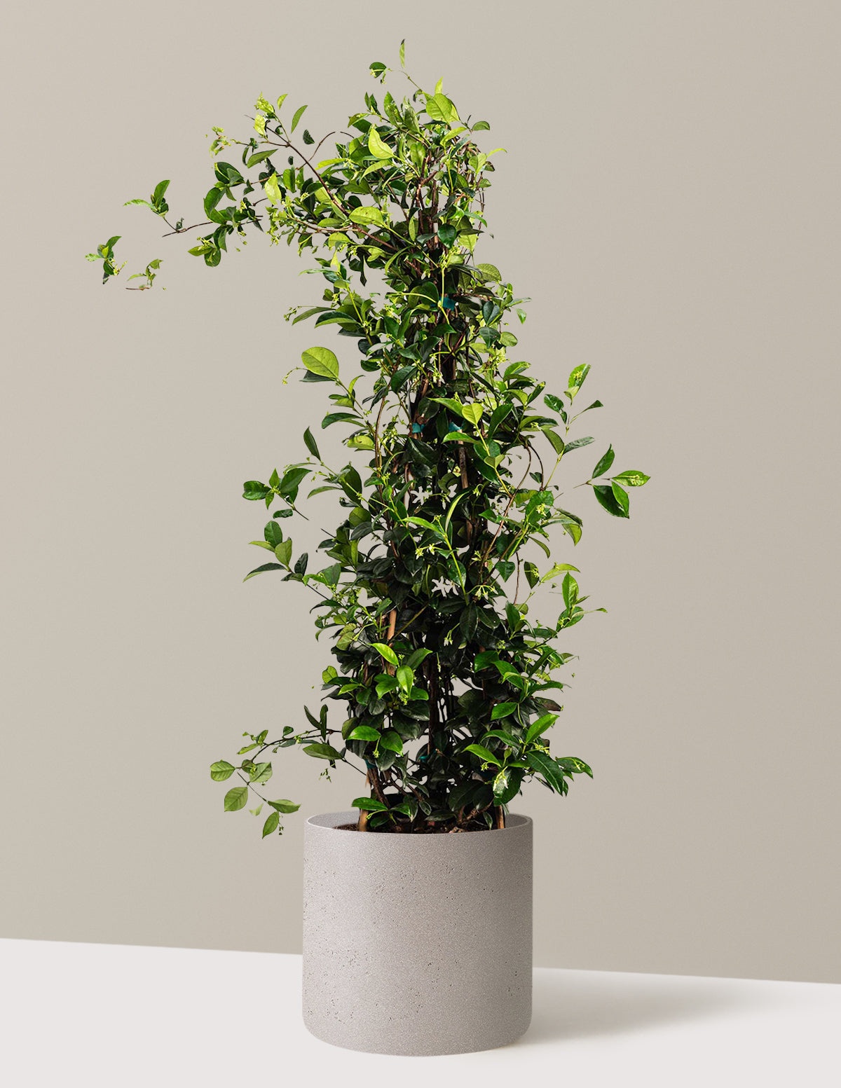 bundle | 3 Gallon - Single | Agnes | Cement Grey