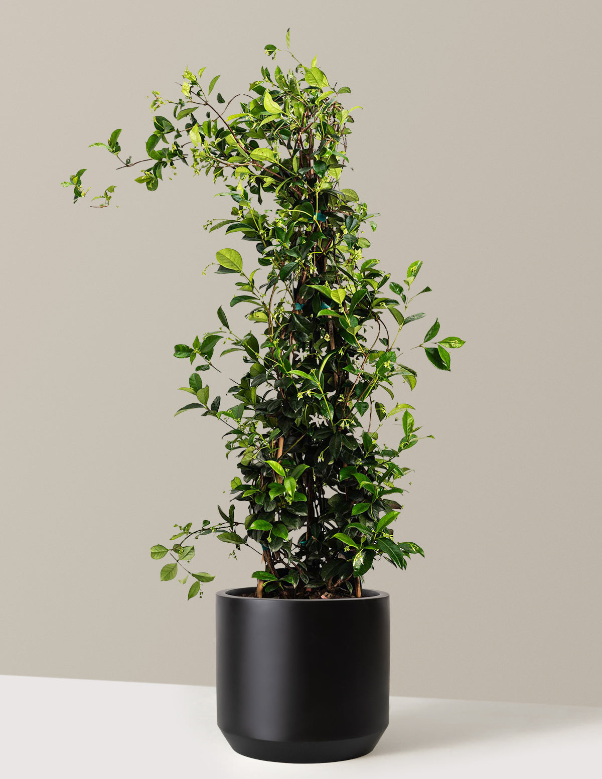 Star Jasmine