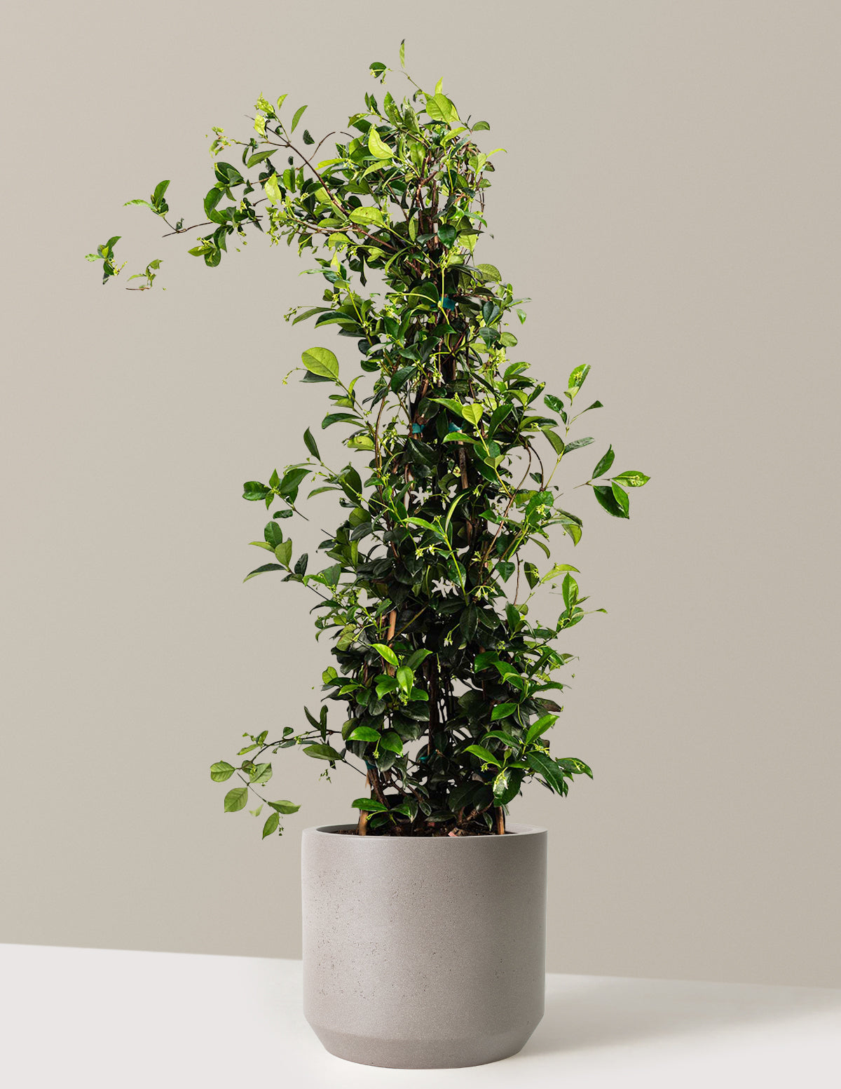 Star Jasmine