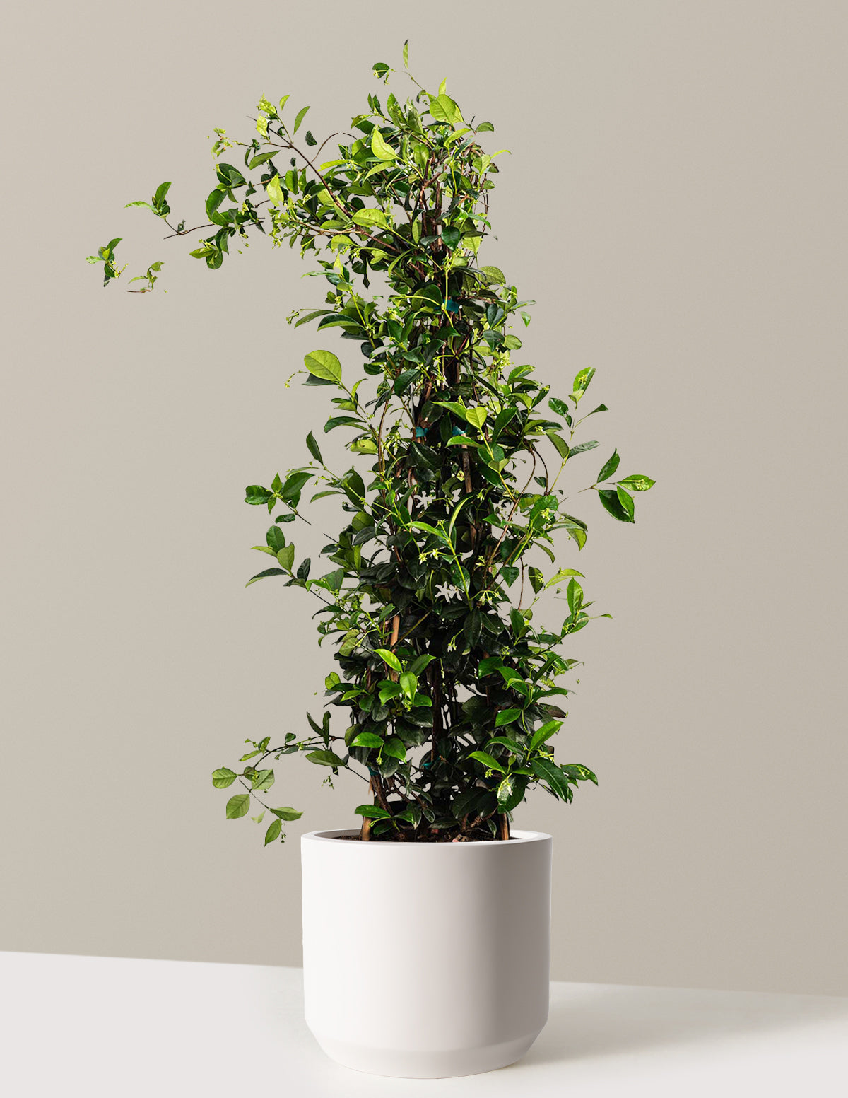 Star Jasmine