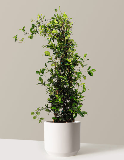 Star Jasmine