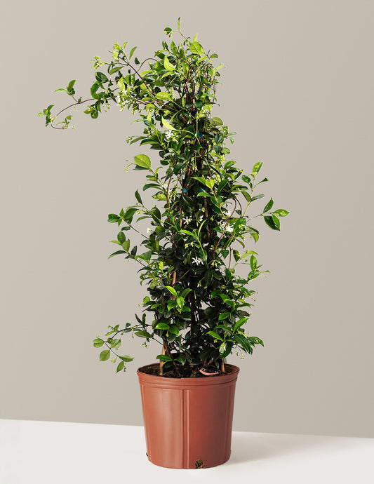 Star Jasmine