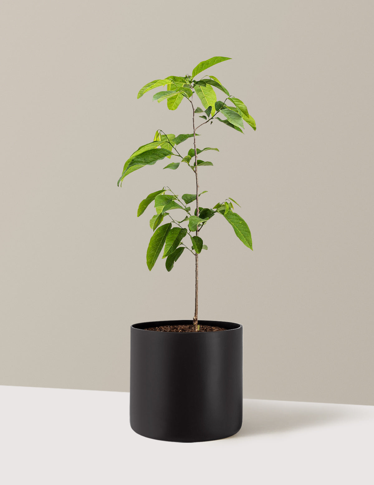 bundle | 3 Gallon | Agnes | Black
