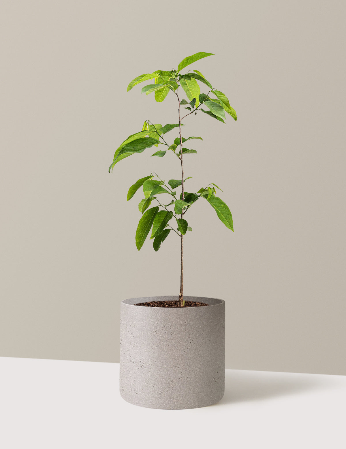 bundle | 3 Gallon | Agnes | Cement Grey