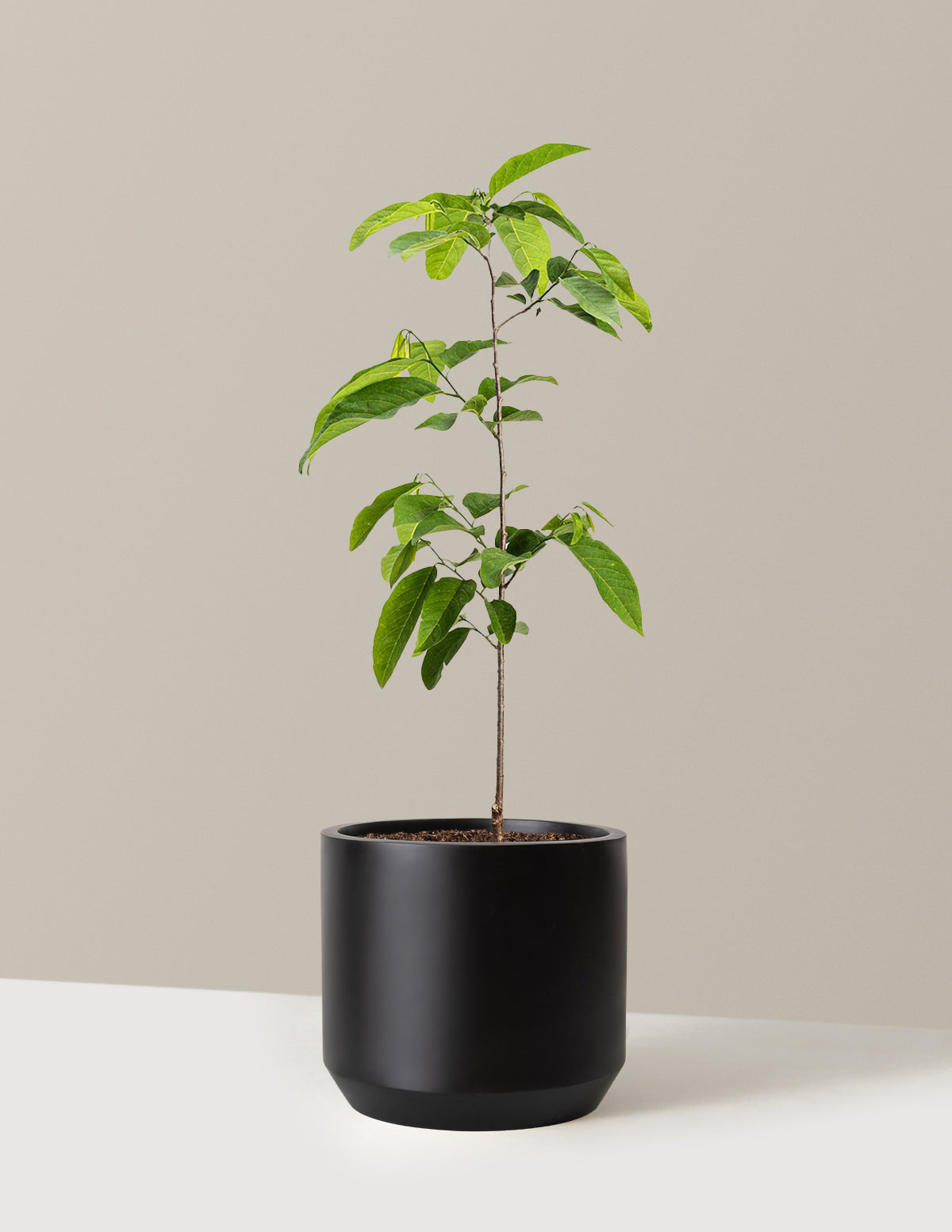 bundle | 3 Gallon | Mexia | Black