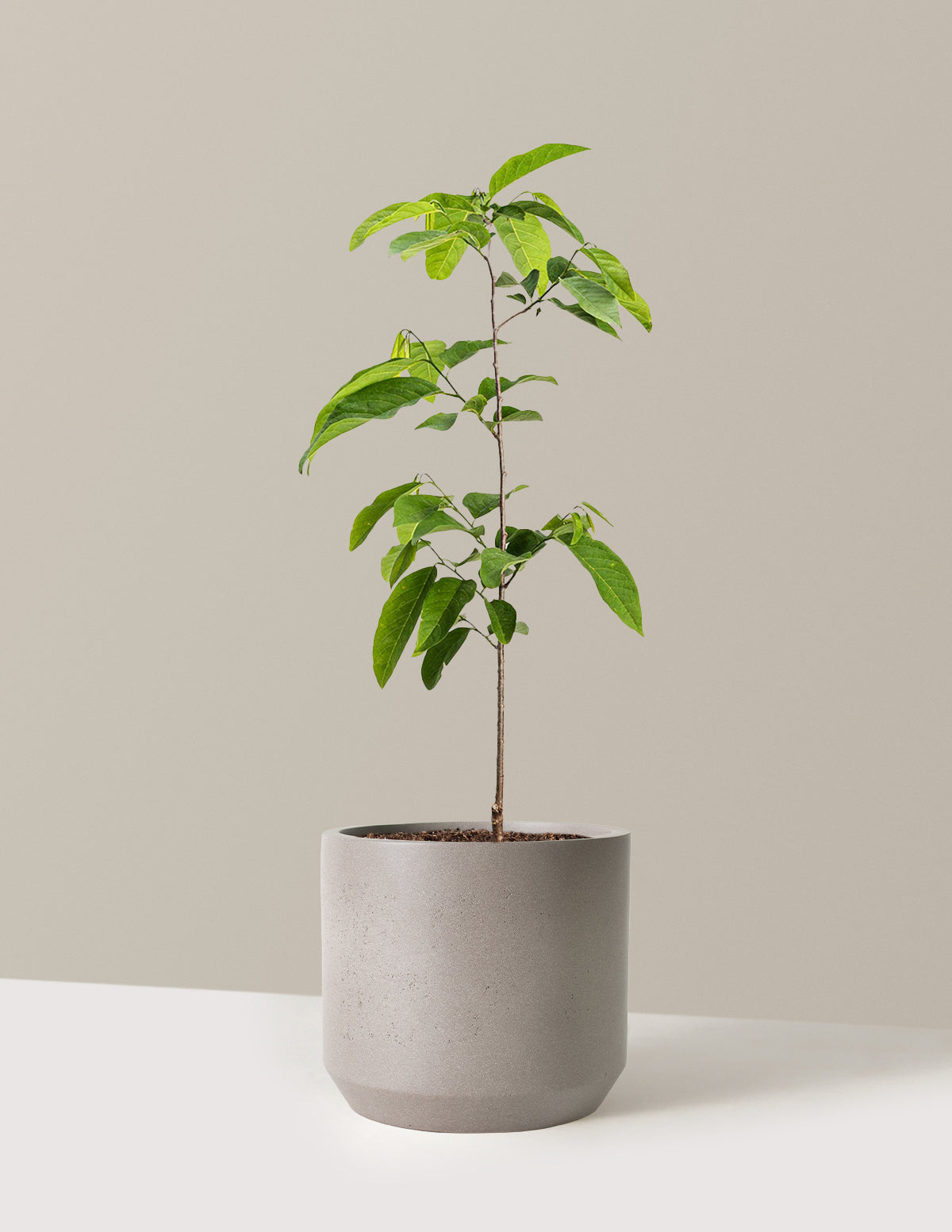 files/the-sill_Large-Sugar-Apple-Tree-_3-Gallon__Large-Mexia-Cement-Grey_Variant.jpg