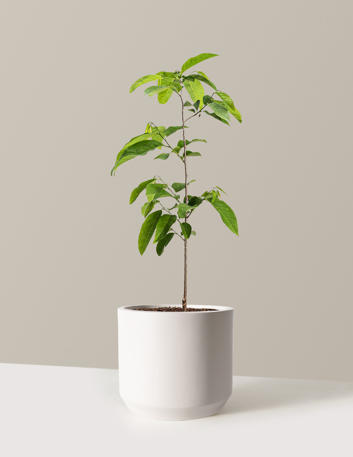 bundle | 3 Gallon | Mexia | Cream