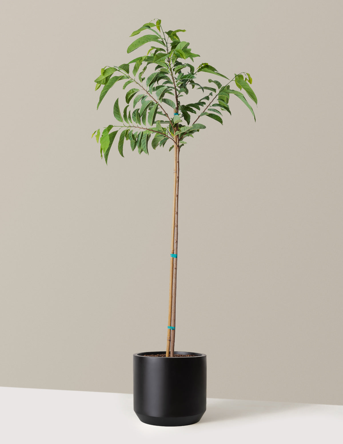 bundle | 6-7 ft. | Mexia | Black