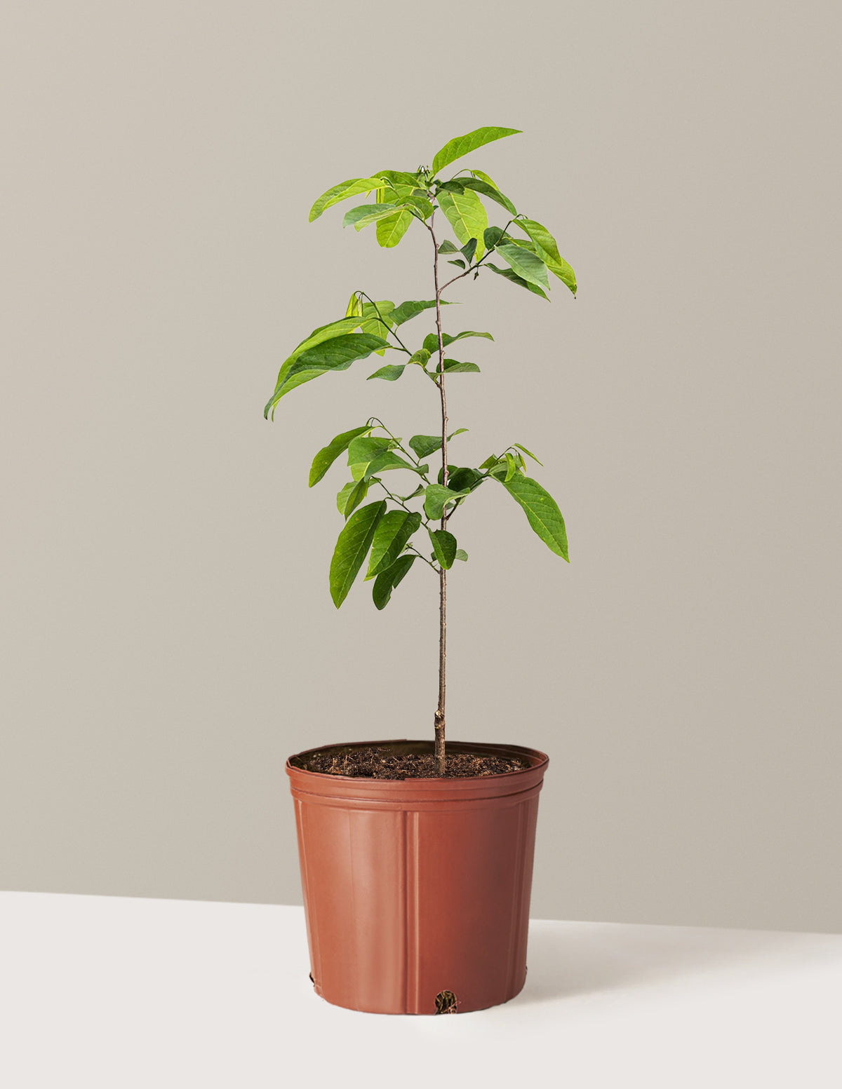 bundle | 3 Gallon | Grow Pot