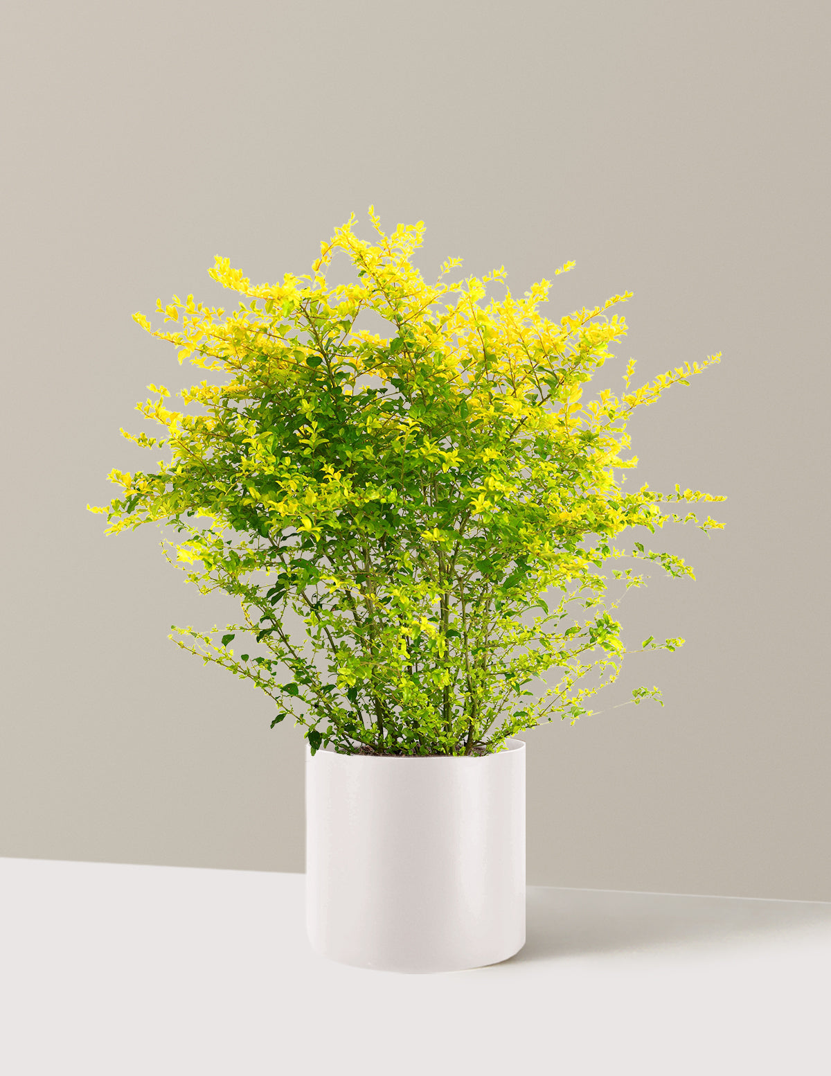 Sunshine Ligustrum