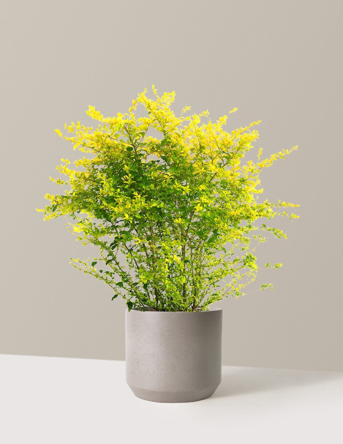 Sunshine Ligustrum
