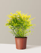 Sunshine Ligustrum