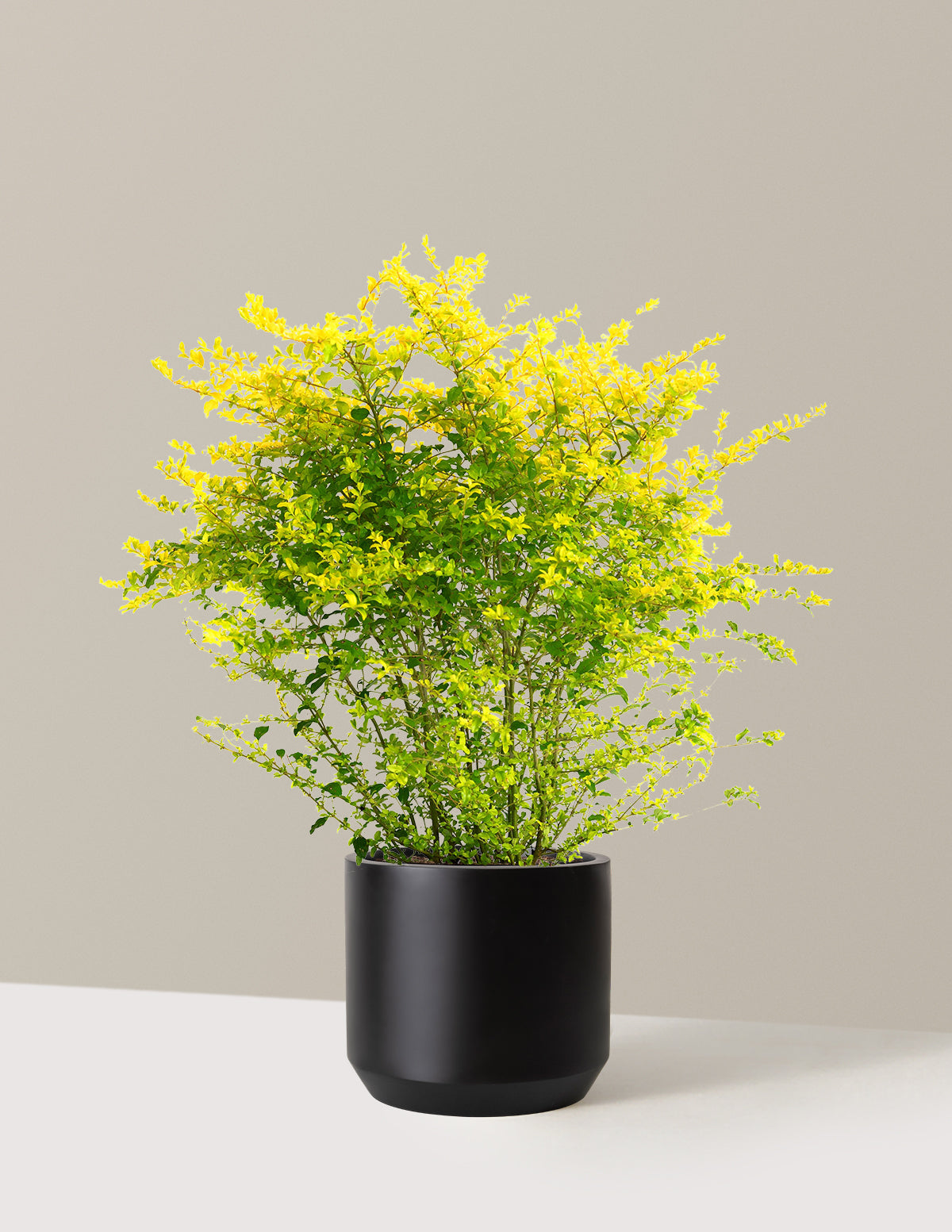 Sunshine Ligustrum