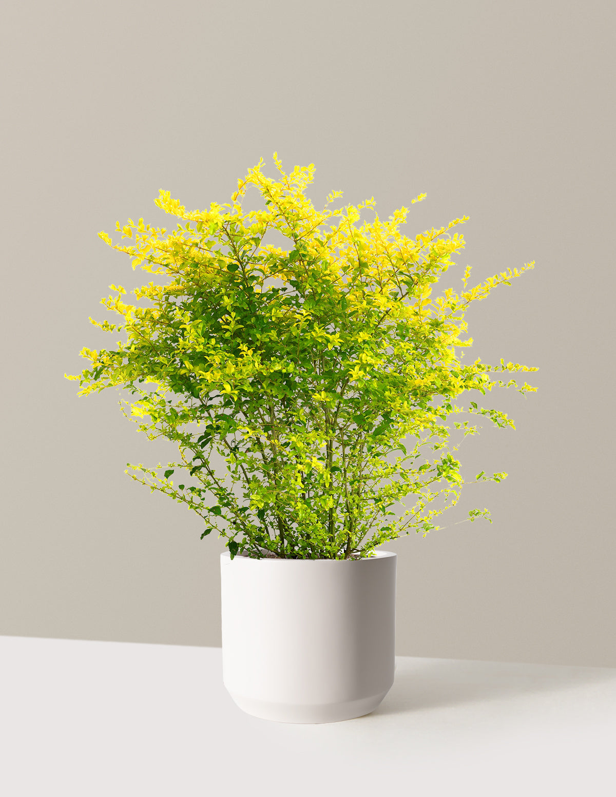 Sunshine Ligustrum