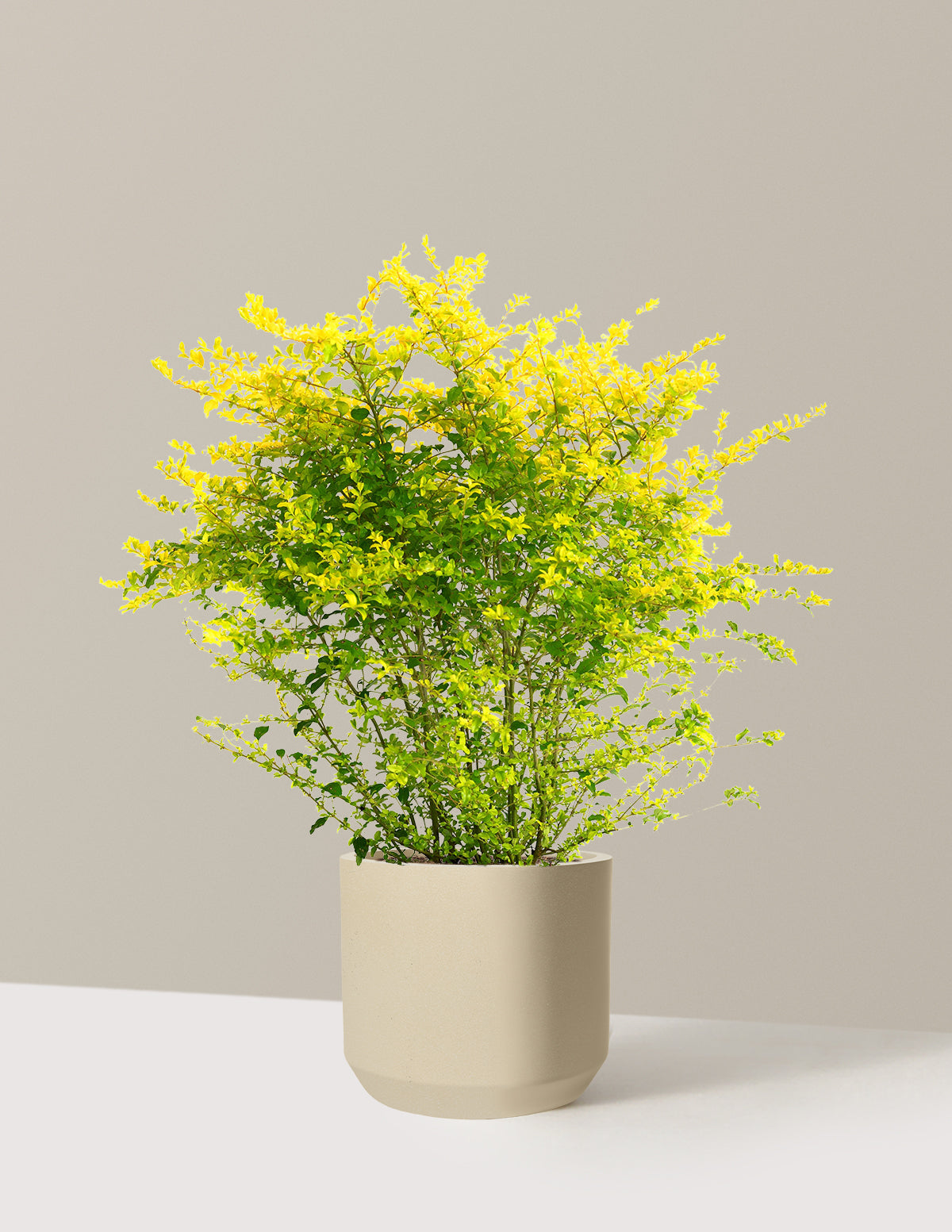 Sunshine Ligustrum