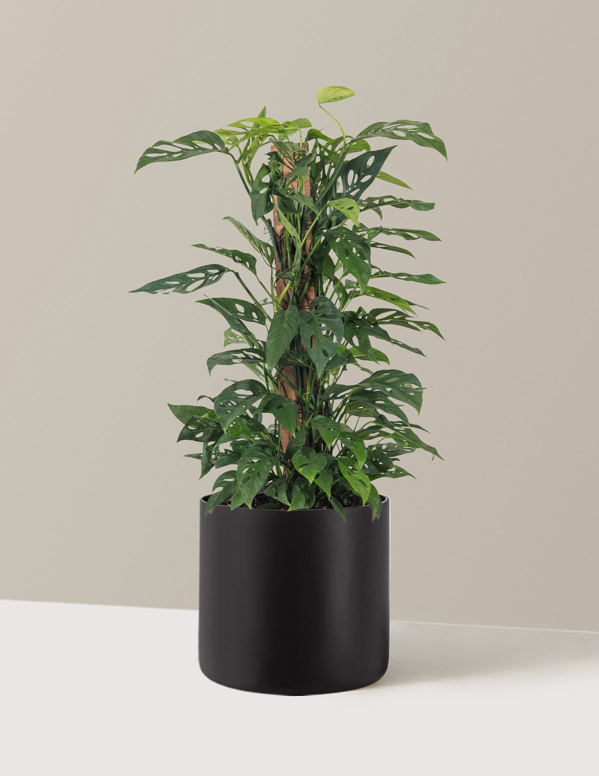 Monstera Adansonii Totem