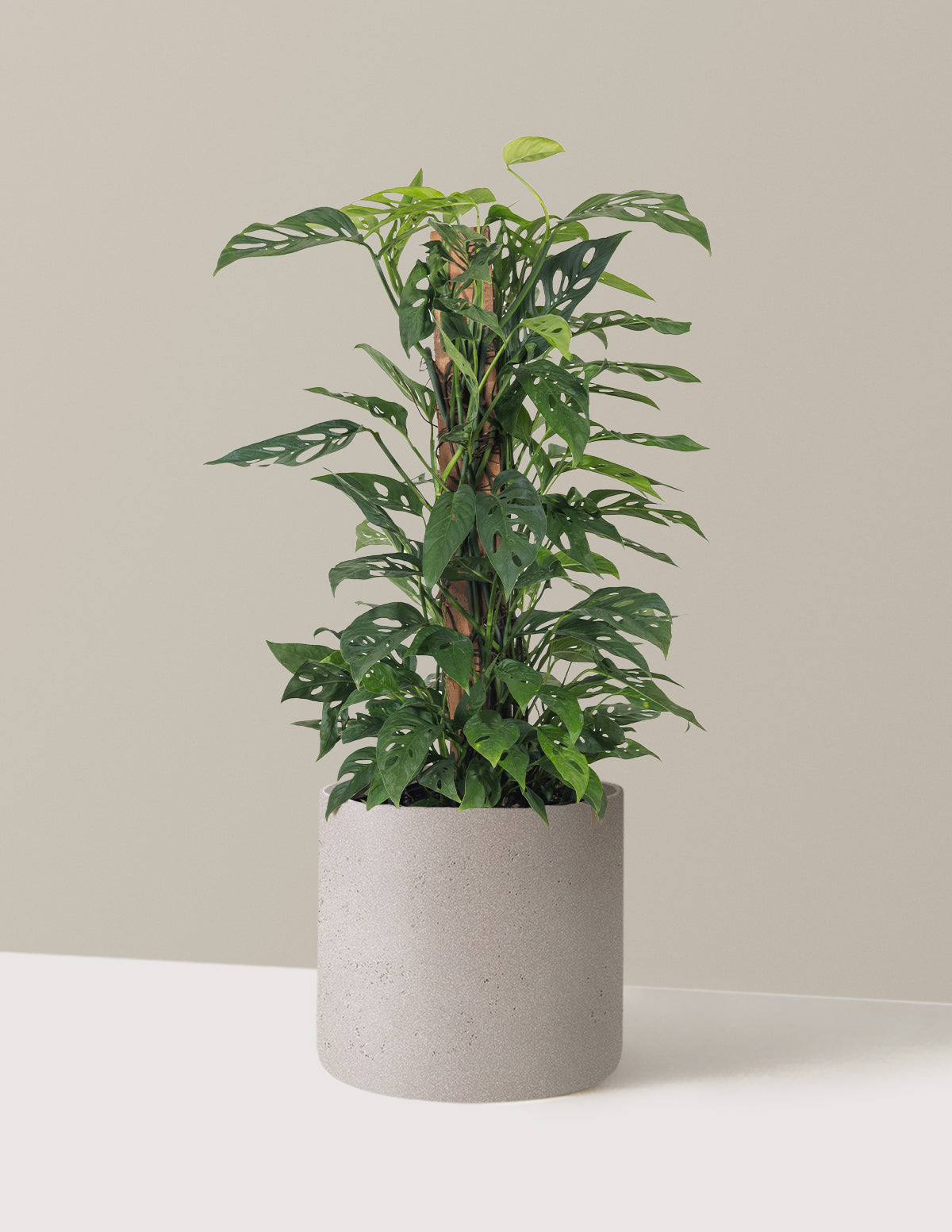 Monstera Adansonii Totem