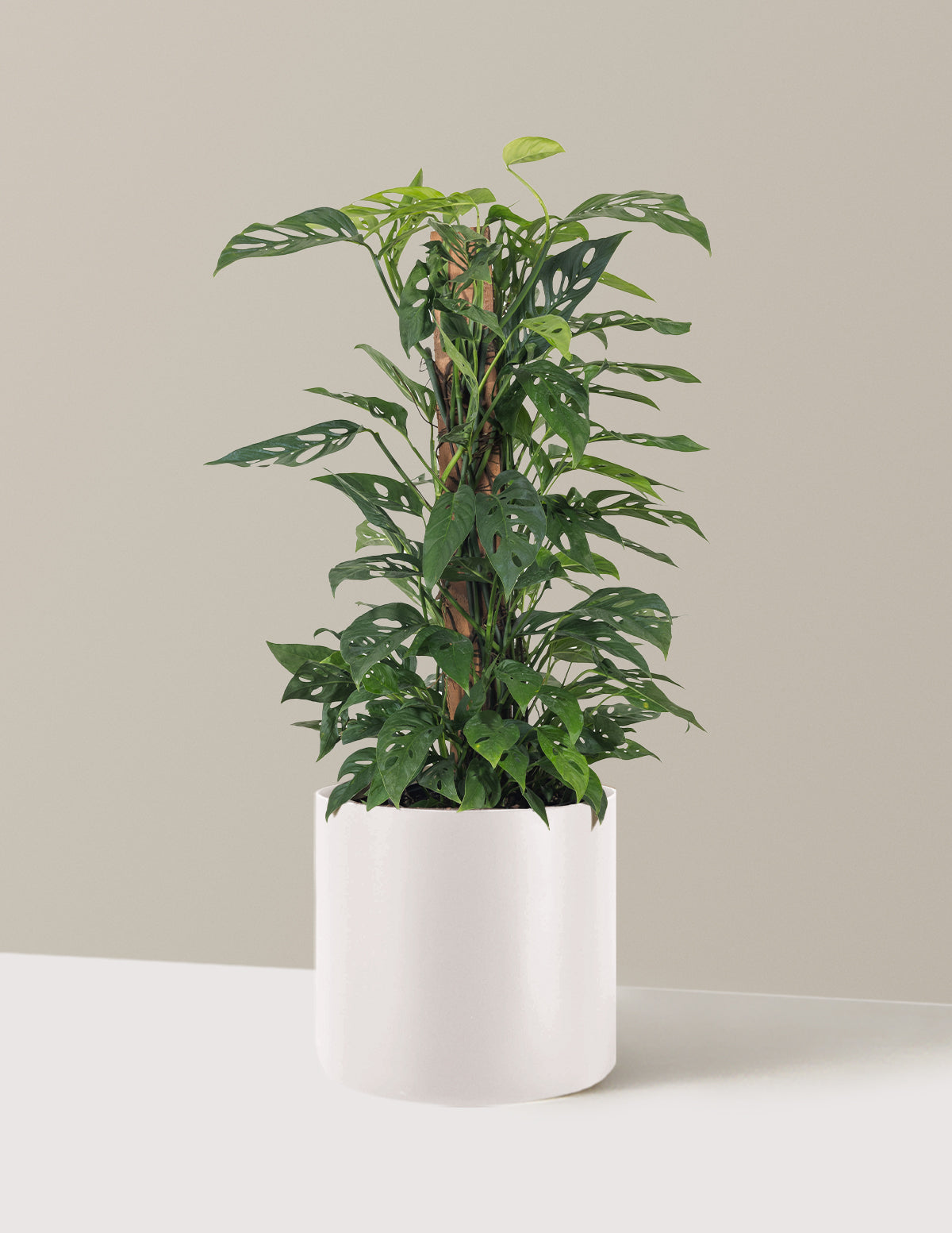 Monstera Adansonii Totem