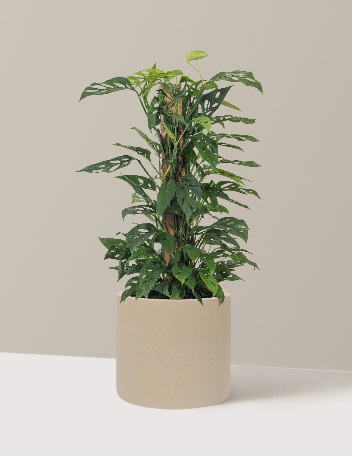 Monstera Adansonii Totem