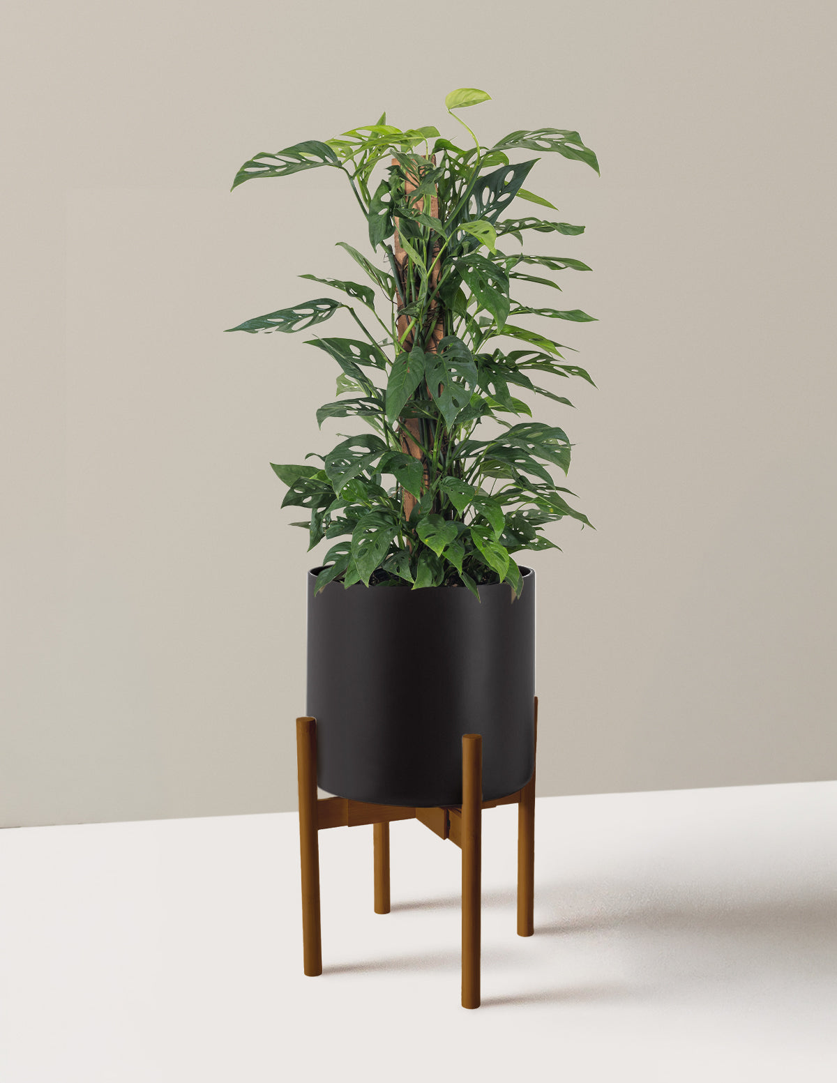 Monstera Adansonii Totem
