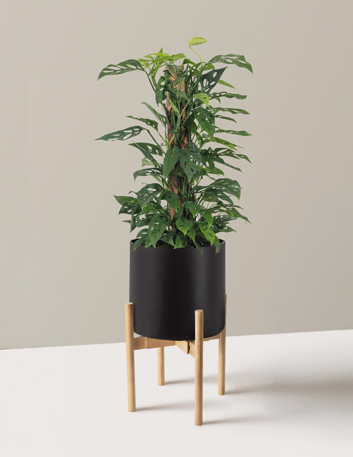 Monstera Adansonii Totem