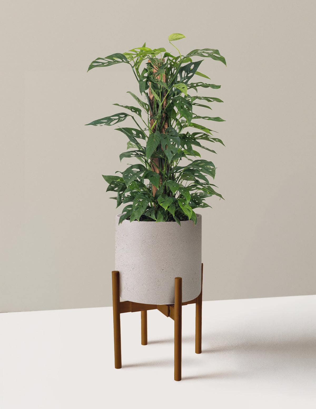 Monstera Adansonii Totem