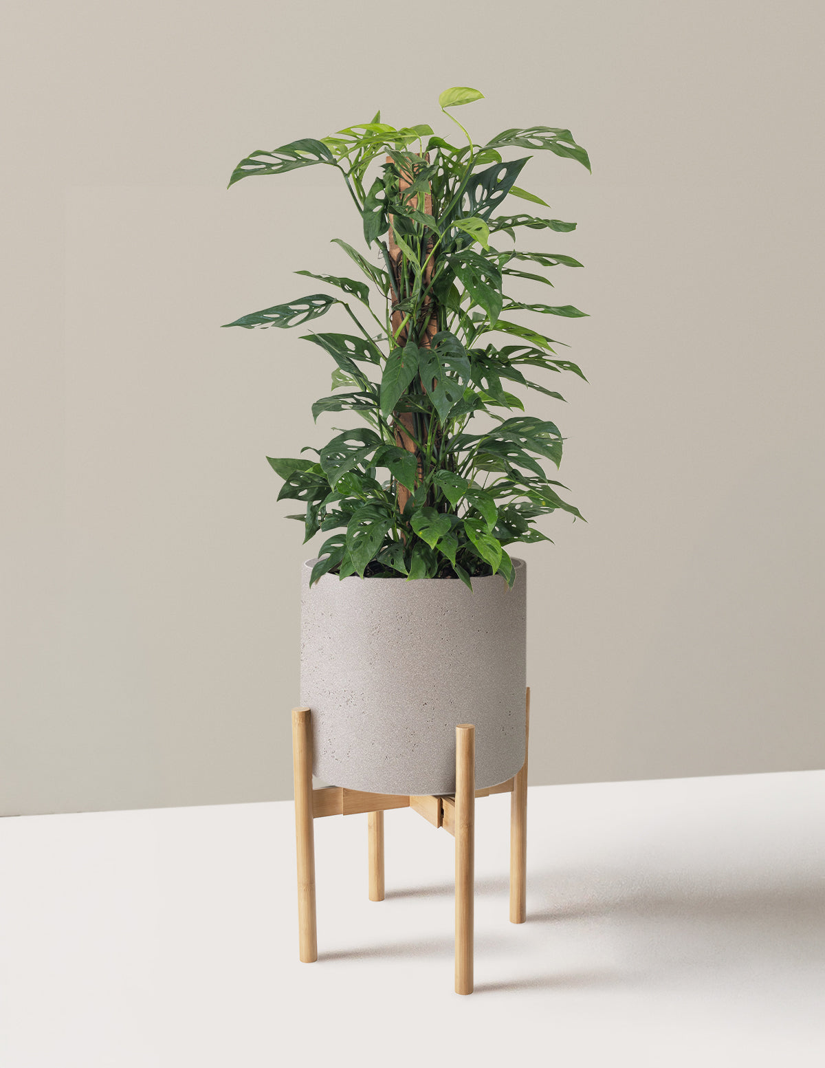 Monstera Adansonii Totem