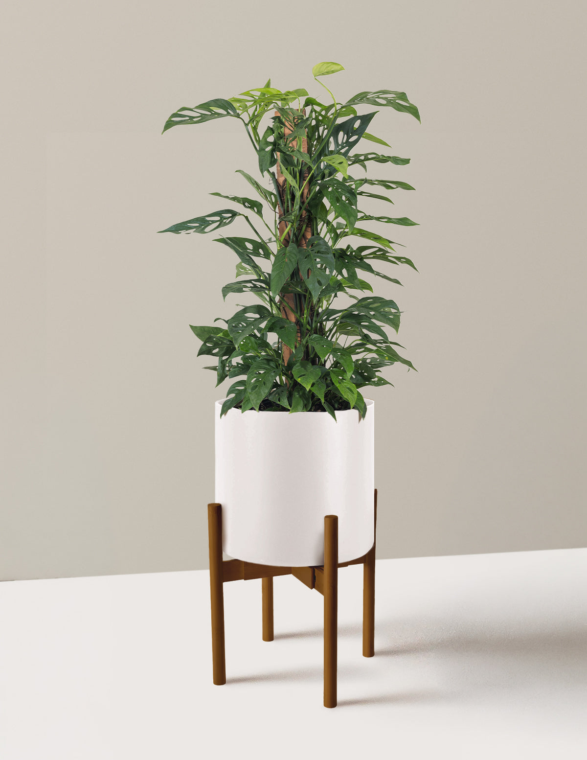Monstera Adansonii Totem