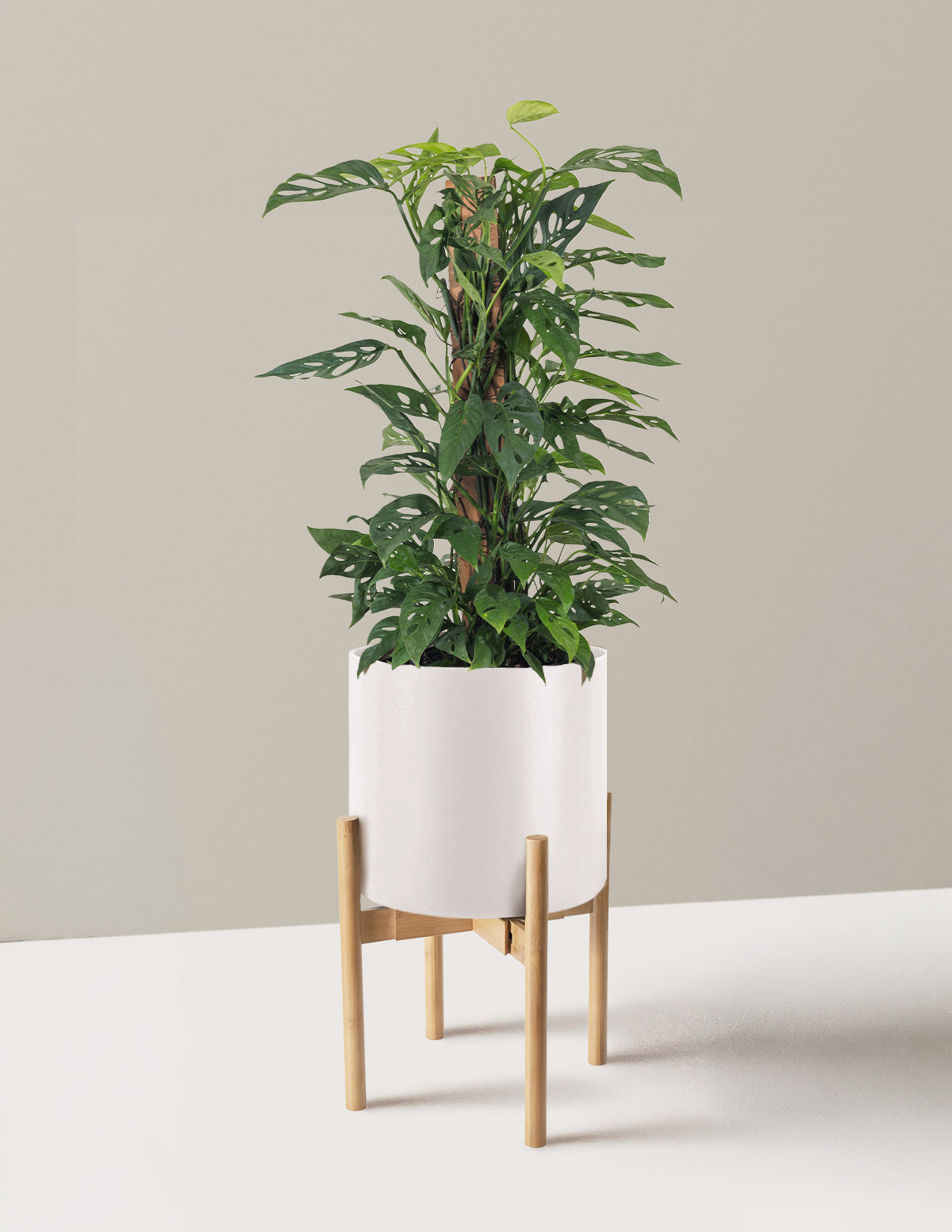 Monstera Adansonii Totem