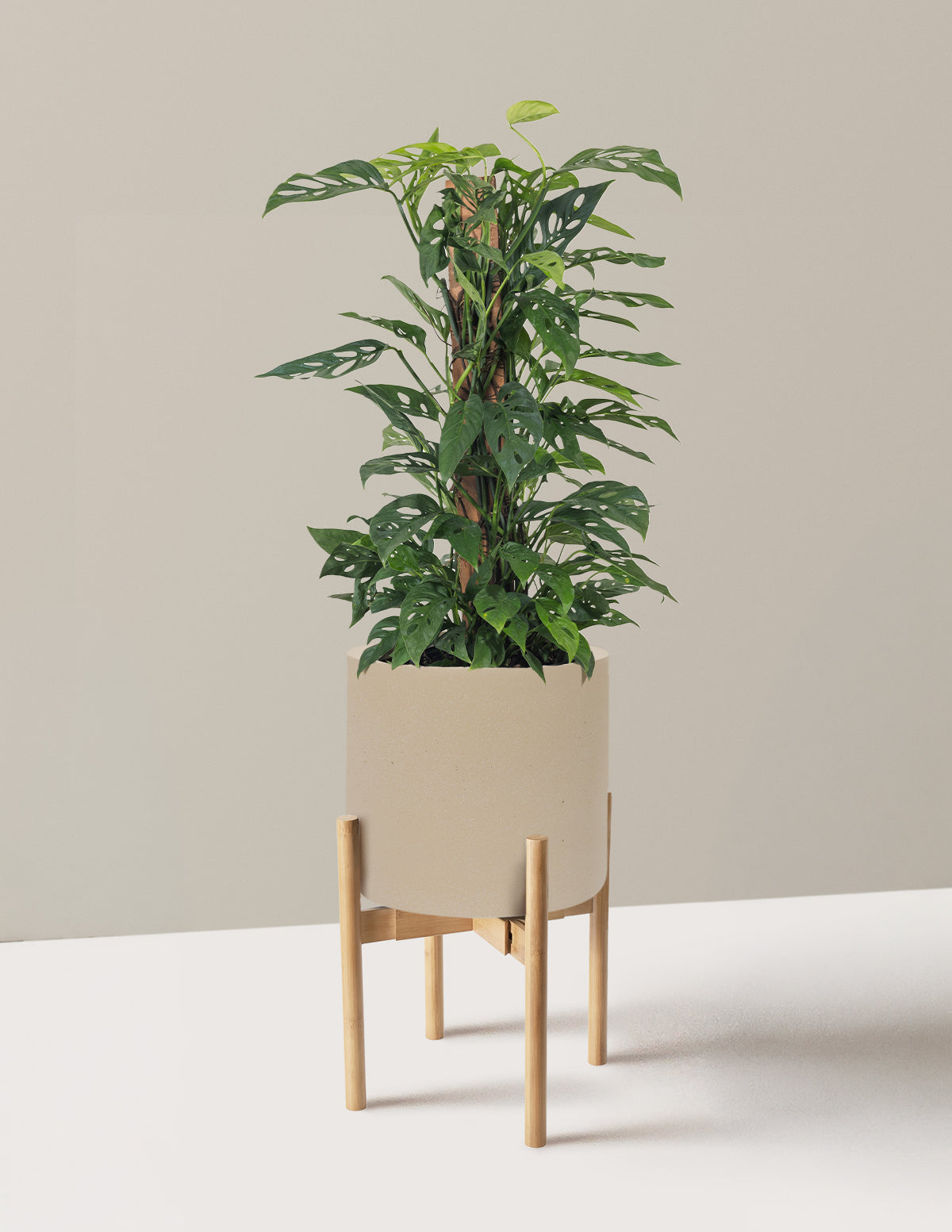 Monstera Adansonii Totem