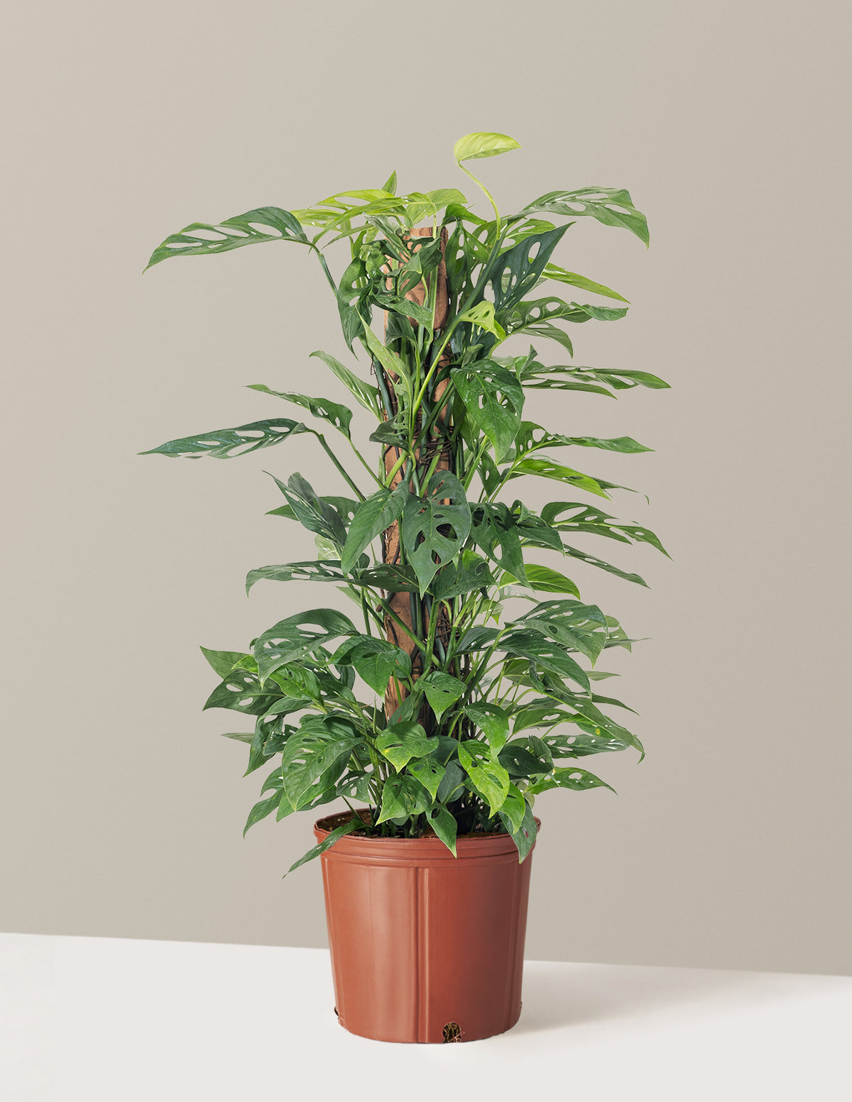 Monstera Adansonii Totem